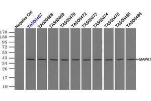 Image no. 2 for anti-Mitogen-Activated Protein Kinase 1 (MAPK1) antibody (ABIN1499291) (ERK2 抗体)