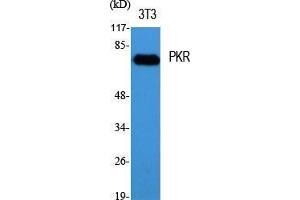Western Blot (WB) analysis of specific cells using PKR Polyclonal Antibody. (EIF2AK2 抗体  (Thr392))