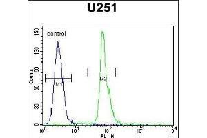 COPZ2 Antibody (C-term) (ABIN651368 and ABIN2840206) flow cytometric analysis of  cells (right histogram) compared to a negative control cell (left histogram). (COPZ2 抗体  (C-Term))