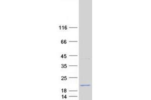 Western Blotting (WB) image for Polymerase (RNA) II (DNA Directed) Polypeptide D (POLR2D) protein (Myc-DYKDDDDK Tag) (ABIN2729313)