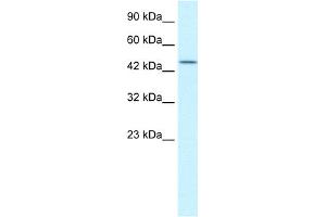 WB Suggested Anti-TCEB1 Antibody Titration:  0. (TCEB1 抗体  (N-Term))