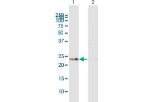 Western Blot analysis of PRDX4 expression in transfected 293T cell line by PRDX4 MaxPab polyclonal antibody. (Peroxiredoxin 4 抗体  (AA 1-271))