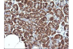 Image no. 2 for anti-Synaptotagmin IV (SYT4) antibody (ABIN1501275) (SYT4 抗体)