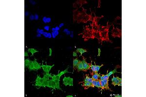 Immunocytochemistry/Immunofluorescence analysis using Mouse Anti-beta 4 Spectrin Monoclonal Antibody, Clone S393-2 . (SPTBN4 抗体  (AA 1621-1832) (PerCP))
