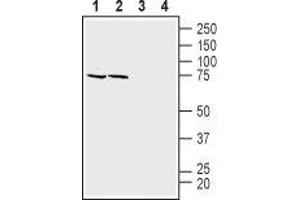 Western blot analysis of mouse (lanes 1 and 3) and rat (lanes 2 and 4) brain membranes: - 1,2. (SLC1A4 抗体  (C-Term, Intracellular))