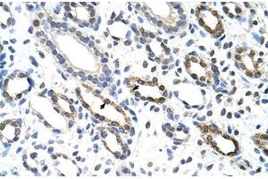 Immunohistochemical staining (Formalin-fixed paraffin-embedded sections) of human kidney with KHDRBS3 polyclonal antibody . (KHDRBS3 抗体  (AA 281-330))