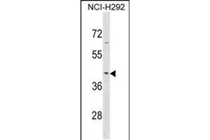 Western blot analysis in NCI-H292 cell line lysates (35ug/lane). (SERPINB9 抗体  (AA 122-150))