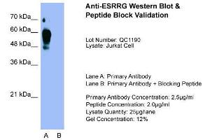 Host:  Rabbit  Target Name:  ESRRG  Sample Type:  Jurkat  Lane A:  Primary Antibody  Lane B:  Primary Antibody + Blocking Peptide  Primary Antibody Concentration:  2. (ESRRG 抗体  (Middle Region))