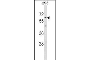 KLHL2 Antibody (N-term) (ABIN1539593 and ABIN2849175) western blot analysis in 293 cell line lysates (35 μg/lane). (KLHL2 抗体  (N-Term))