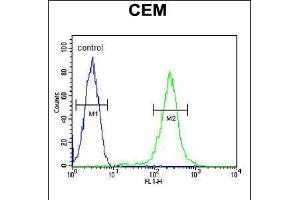 Flow cytometric analysis of CEM cells (right histogram) compared to a negative control cell (left histogram). (CFP 抗体  (AA 197-223))