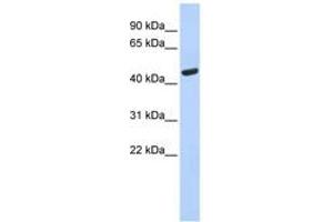 Image no. 1 for anti-Tryptophanyl-tRNA Synthetase (WARS) (AA 35-84) antibody (ABIN6749767) (WARS 抗体  (AA 35-84))