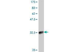 Western Blotting (WB) image for anti-Killer Cell Lectin-Like Receptor Subfamily C, Member 1 (KLRC1) (AA 1-70) antibody (ABIN561607)