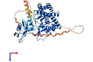 Choline Kinase alpha Protein (CHKA) (AA 1-453) (His tag)