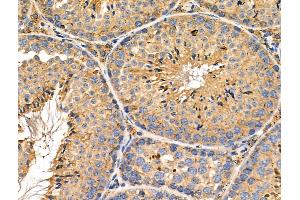 ABIN6260360 and ABIN6276505 at 1/100 staining Mouse testis tissue by IHC-P. (C19orf10 抗体)