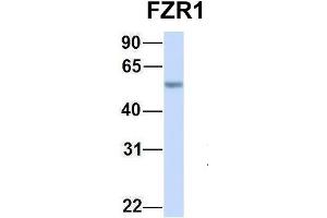 Host:  Rabbit  Target Name:  FZR1  Sample Type:  Human Fetal Lung  Antibody Dilution:  1. (FZR1 抗体  (N-Term))