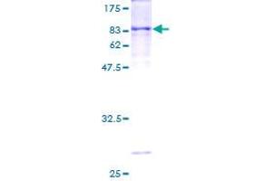 Image no. 1 for Cytochrome P450, Family 1, Subfamily A, Polypeptide 1 (CYP1A1) (AA 1-512) protein (GST tag) (ABIN1350935) (CYP1A1 Protein (AA 1-512) (GST tag))