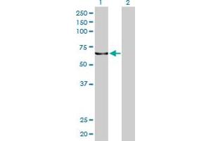 Western Blotting (WB) image for anti-Karyopherin alpha 5 (Importin alpha 6) (KPNA5) (AA 1-539) antibody (ABIN561617)