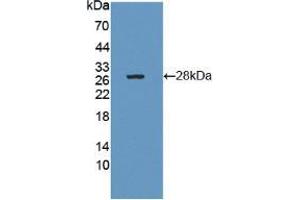 Western blot analysis of recombinant Human CTRB1. (CTRB1 抗体  (AA 34-261))