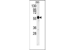 Western blot analysis of anti-E2F1 Antibody in 293 cell line lysates (35ug/lane). (E2F1 抗体  (His357))