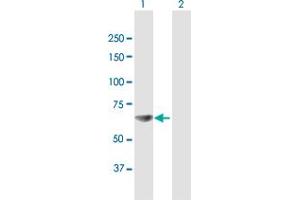 Western Blot analysis of RPA1 expression in transfected 293T cell line by RPA1 MaxPab polyclonal antibody. (RPA1 抗体  (AA 1-616))