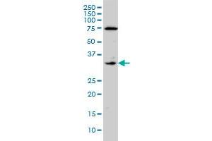 F3 monoclonal antibody (M01A), clone 4G4 Western Blot analysis of F3 expression in A-431 . (Tissue factor 抗体  (AA 45-154))