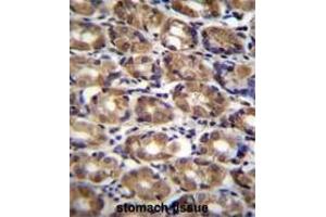 AXIN1 Antibody (C-term) immunohistochemistry analysis in formalin fixed and paraffin embedded human stomach tissue followed by peroxidase conjugation of the secondary antibody and DAB staining. (Axin 抗体  (C-Term))