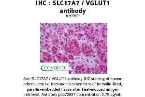 Image no. 1 for anti-Solute Carrier Family 17 (Vesicular Glutamate Transporter), Member 7 (SLC17A7) (Internal Region) antibody (ABIN1739335)