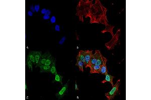 Immunocytochemistry/Immunofluorescence analysis using Mouse Anti-mGluR1/5 Monoclonal Antibody, Clone S75-33 . (Metabotropic Glutamate Receptor 5 抗体  (AA 824-1203) (Biotin))