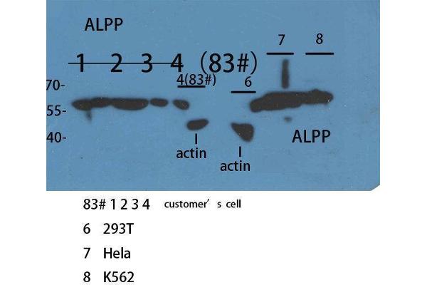 PLAP 抗体  (N-Term)