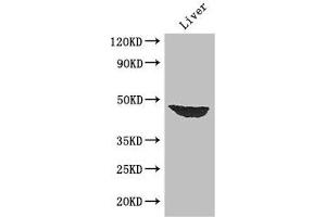 Western Blot Positive WB detected in: Mouse liver tissue All lanes: AFF4 antibody at 2. (AFF4 抗体  (AA 77-334))