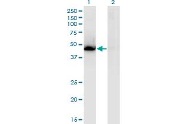 NR1H3 抗体  (AA 1-387)