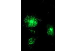 Anti-APP mouse monoclonal antibody (ABIN2455923) immunofluorescent staining of COS7 cells transiently transfected by pCMV6-ENTRY APP (RC221339). (APP 抗体)