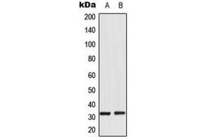 Western blot analysis of RPS6 (pS235) expression in HeLa Calyculin A-treated (A), NIH3T3 (B) whole cell lysates. (RPS6 抗体  (C-Term, pSer235))