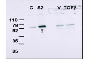 Western blot using  affinity purified anti-Smad2 to detect over-expressed Smad2 in COS cells (arrow). (SMAD2 抗体  (Internal Region))