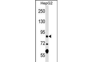 PGBD1 Antibody (Center) (ABIN1538337 and ABIN2848906) western blot analysis in HepG2 cell line lysates (35 μg/lane). (PGBD1 抗体  (AA 347-375))