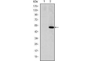 Western blot analysis using MMP1 mAb against HEK293 (1) and MMP1(AA: 24-213)-hIgGFc transfected HEK293 (2) cell lysate. (MMP1 抗体)
