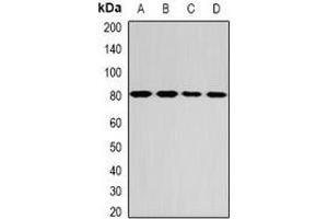 Western blot analysis of GPD2 expression in MCF7 (A), SW480 (B), mouse liver (C), mouse brain (D) whole cell lysates. (GPD2 抗体)
