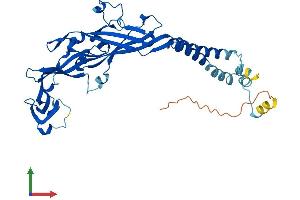 AlphaFold protein structure predicition of Human Recombinant P2RX3 Protein, UniprotID P56373 (P2RX3 Protein (AA 1-397) (His tag))