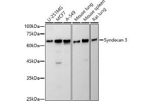 Western blot analysis of extracts of various cell lines, using Syndecan 3 antibody (ABIN7270679) at 1:500 dilution. (SDC3 抗体)
