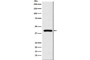 Western blot analysis of Cyclophilin 40 expression in K562 cell lysate.