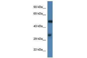 Western Blot showing Fscn1 antibody used at a concentration of 1. (Fascin 抗体  (N-Term))