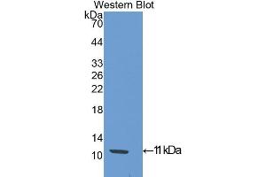 Western Blotting (WB) image for anti-Slit Homolog 3 (SLIT3) (AA 454-498) antibody (ABIN1176110) (SLIT3 抗体  (AA 454-498))