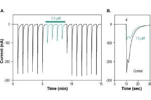 alpha-conotoxin IMI peptide (Atto 590)