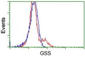 HEK293T cells transfected with either RC203174 overexpress plasmid (Red) or empty vector control plasmid (Blue) were immunostained by anti-GSS antibody (ABIN2453903), and then analyzed by flow cytometry. (Glutathione Synthetase 抗体)