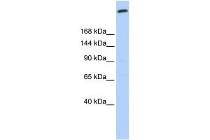 WB Suggested Anti-GOLGB1 Antibody Titration:  0. (Golgin B1 (GOLGB1) (N-Term) 抗体)