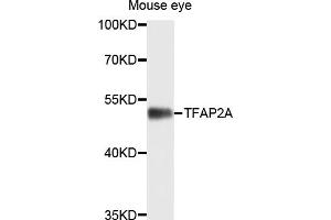 Western blot analysis of extracts of mouse eye, using TFAP2A antibody (ABIN4905393) at 1:1000 dilution.