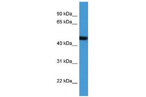 WB Suggested Anti-ADORA2A Antibody Titration: 0. (Adenosine A2a Receptor 抗体  (N-Term))