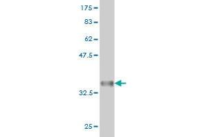 Western Blot detection against Immunogen (35.