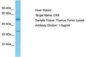 Host: Rabbit Target Name: CRX Sample Type: Thymus Tumor lysates Antibody Dilution: 1. (CRX 抗体  (N-Term))