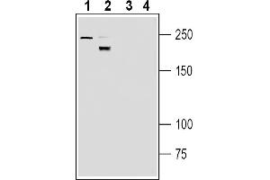 Western blot analysis of mouse brain membranes (lanes 1 and 3) and rat spleen membranes (lanes 2 and 4):1-2.